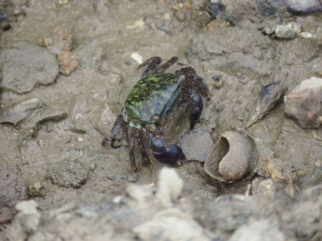 Image of Metopograpsus quadridentatus Stimpson 1858