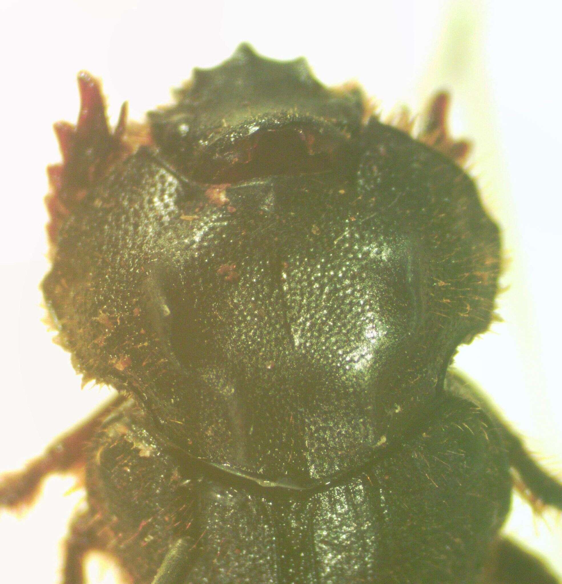 Image of Neoathyreus planatus Howden 1964