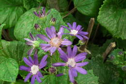 Image of common ragwort