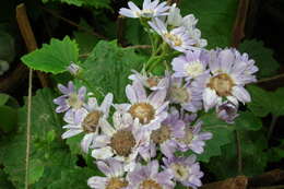 Image of common ragwort