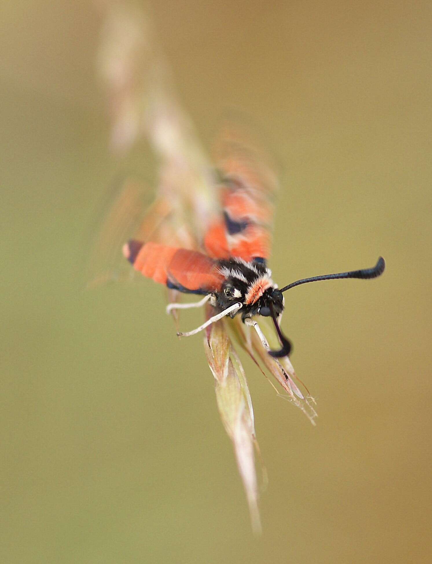 Image of Zygaena fausta Linnaeus 1767