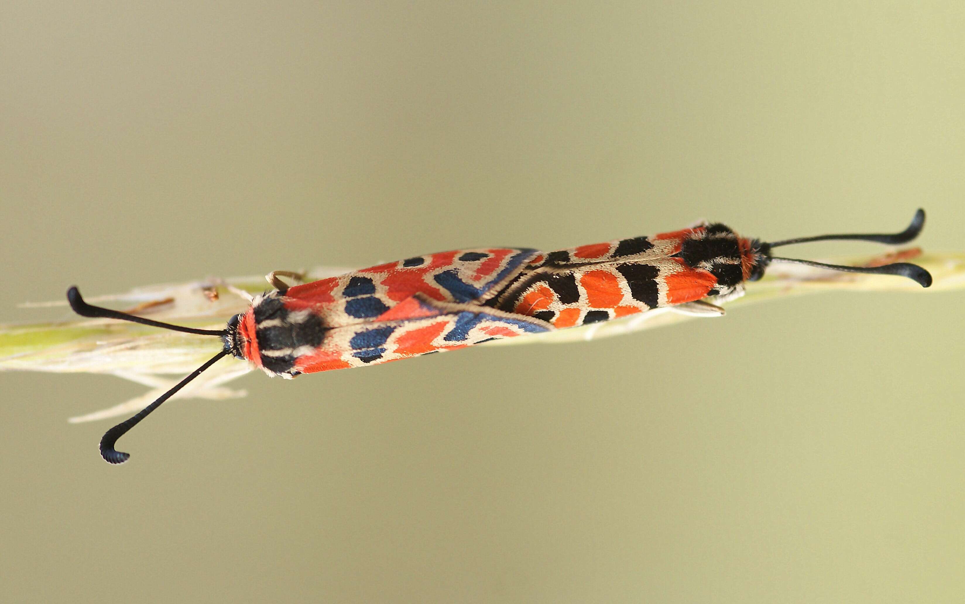 Image of Zygaena fausta Linnaeus 1767