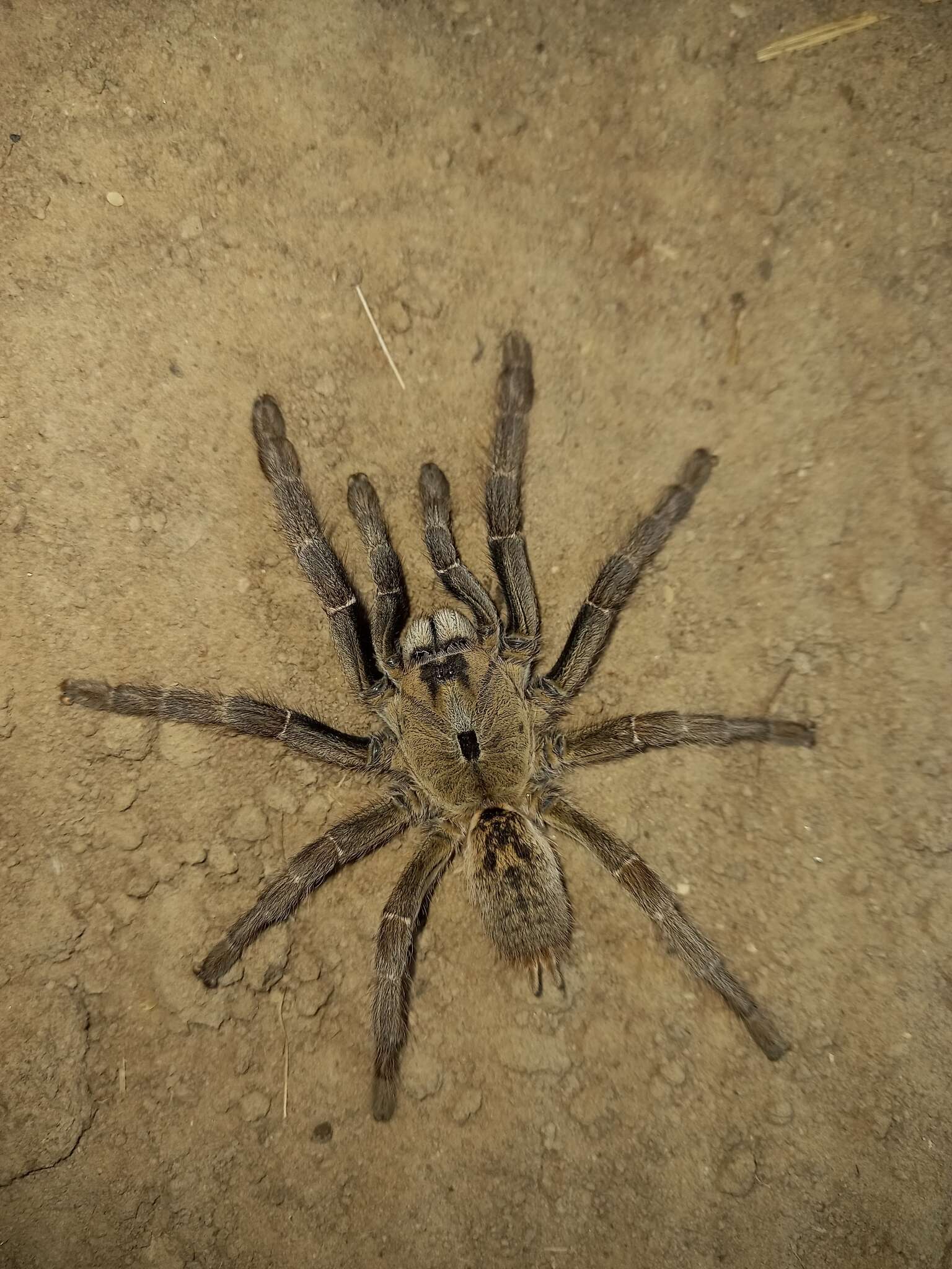 Image of Sandy Horned Baboon Tarantula