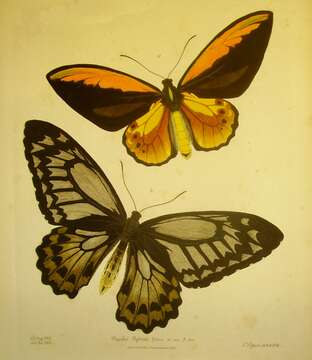 Plancia ëd Ornithoptera croesus Wallace 1859