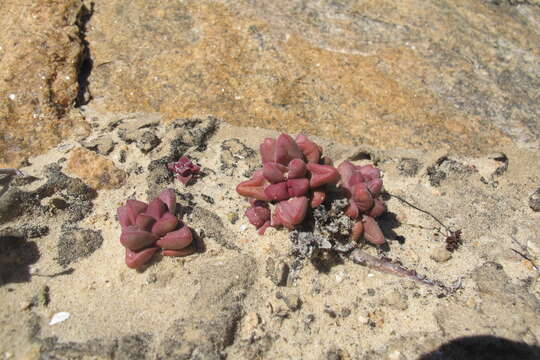 Image of Crassula elegans subsp. elegans