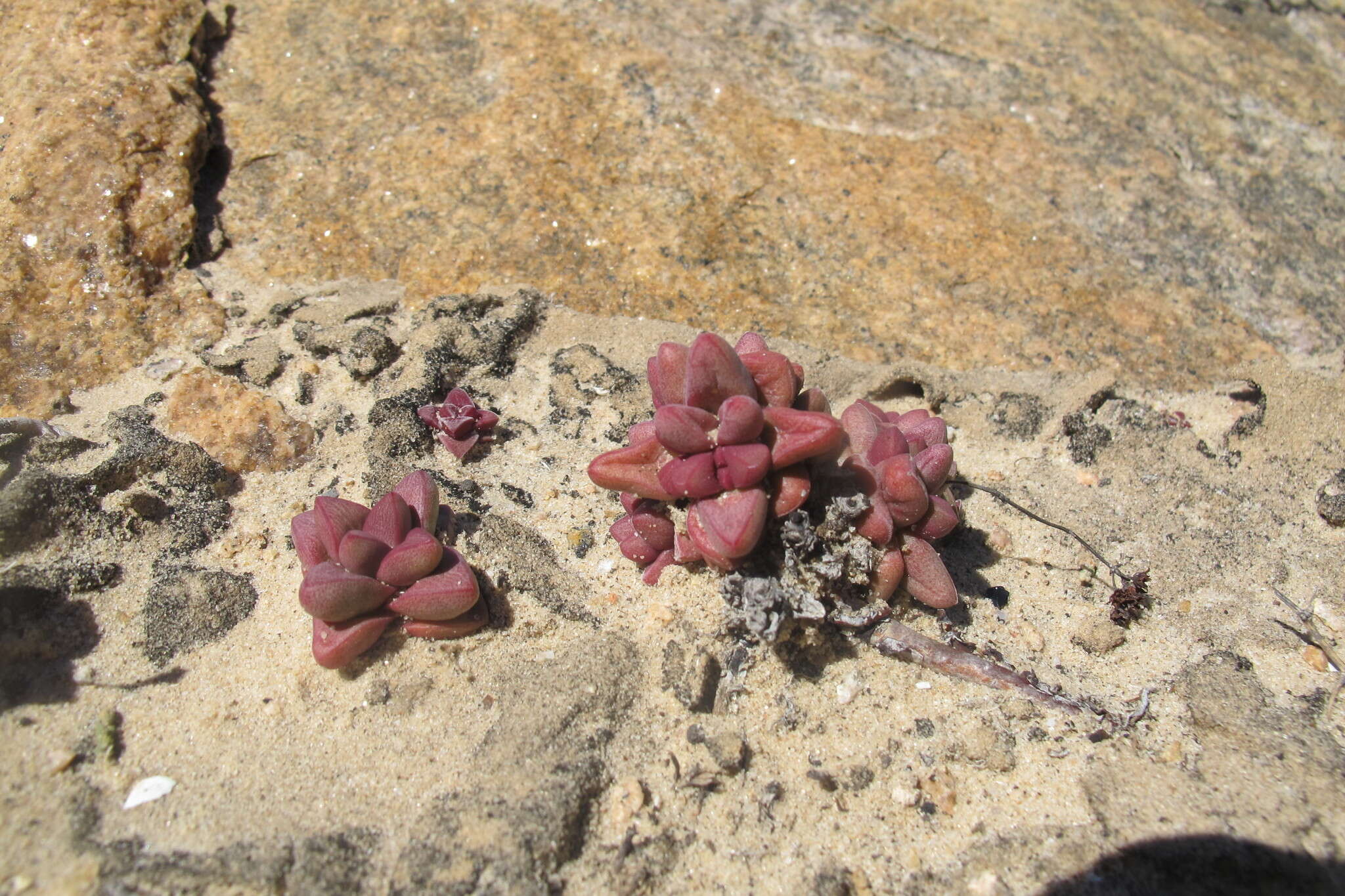 Image of Crassula elegans subsp. elegans