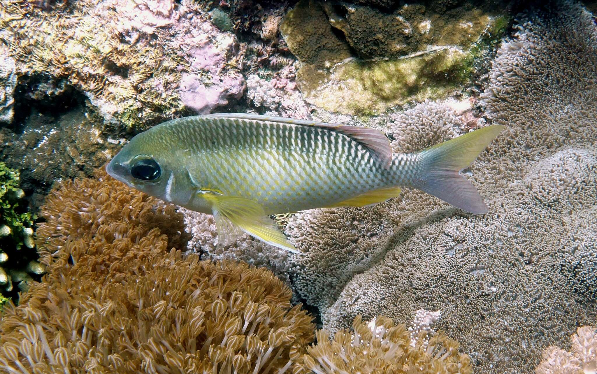 Image of Pearly monocle bream