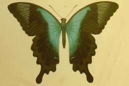 Image of Papilio peranthus Fabricius 1787