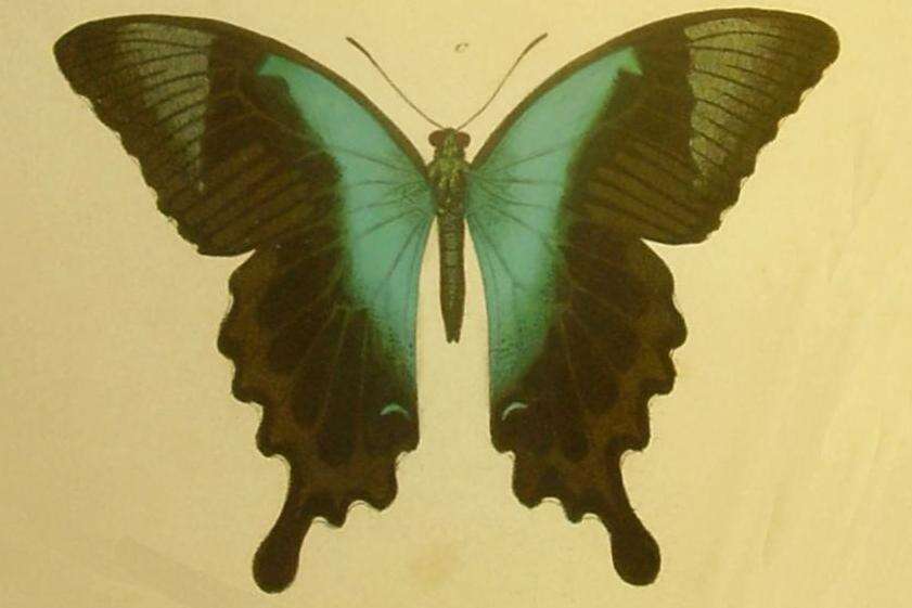 Image de Papilio peranthus Fabricius 1787