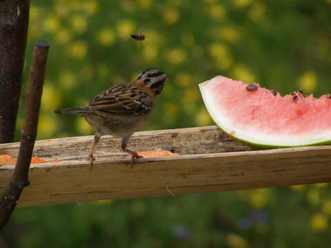 Image of Rufous-collared Sparrow