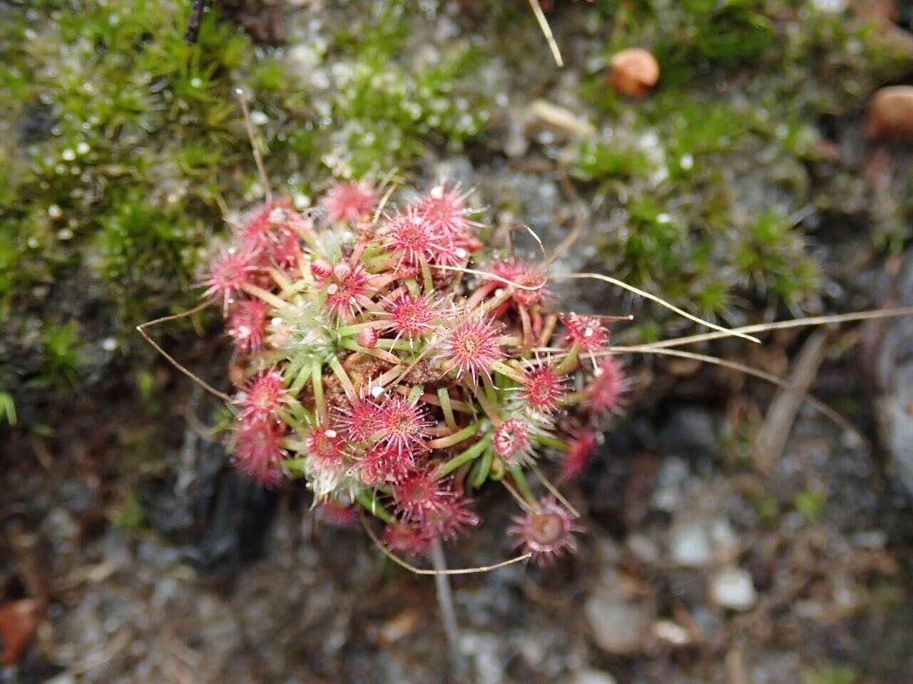 Image of Drosera pygmaea DC.