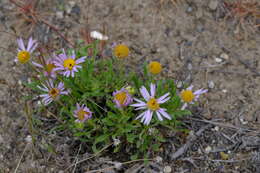 Imagem de Erigeron poliospermus A. Gray