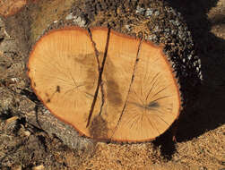 Image of Iberian white oak