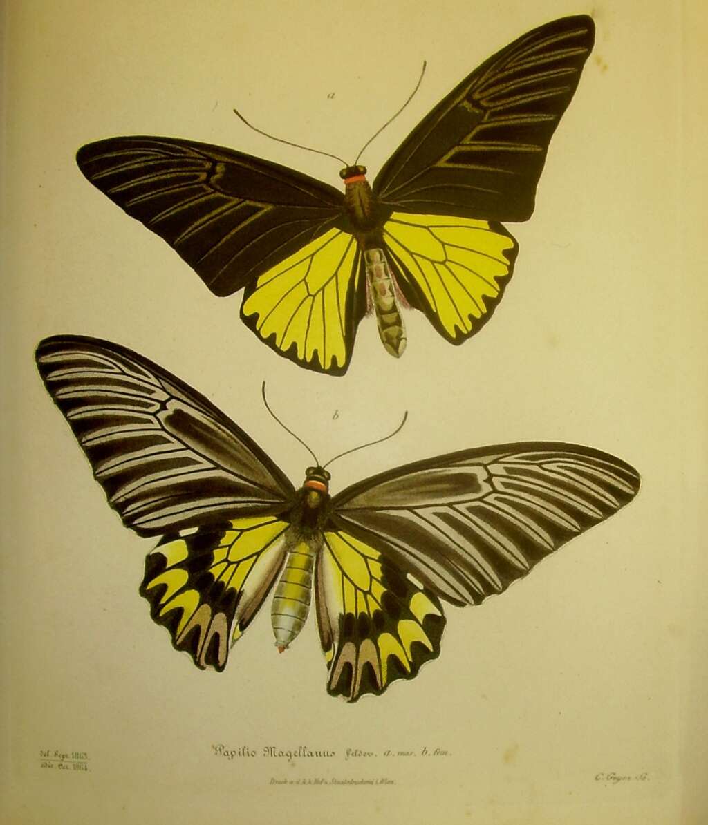 Image of Troides magellanus (Felder & Felder 1862)