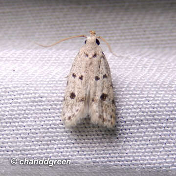 Image of Autosticha calceata Meyrick 1908