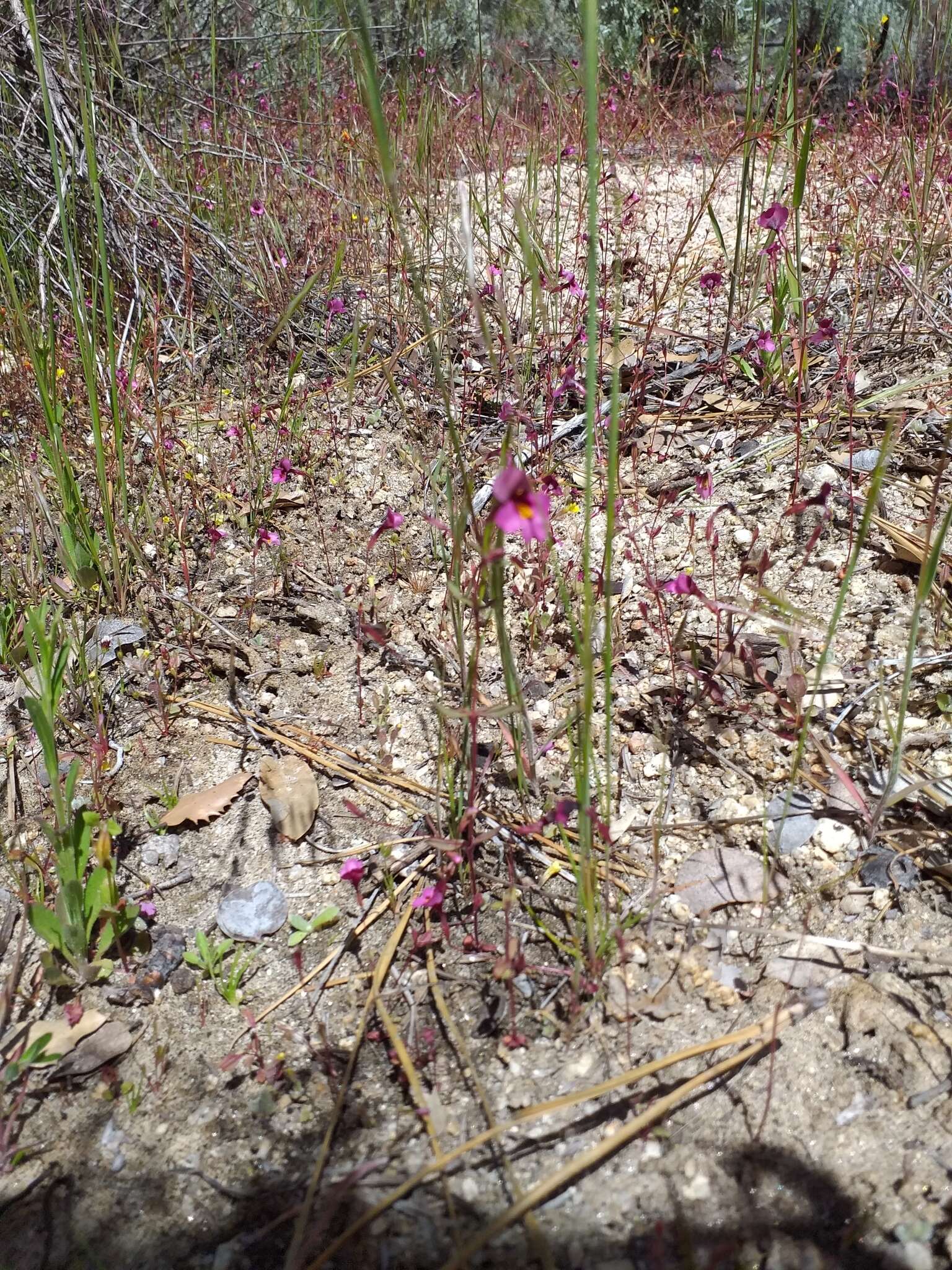 Image of Palomar monkeyflower