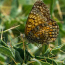 صورة Melitaea aetherie