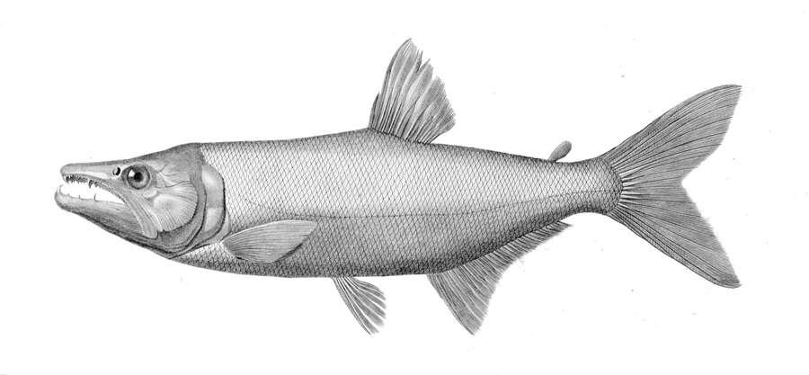 Image of Acestrorhynchus