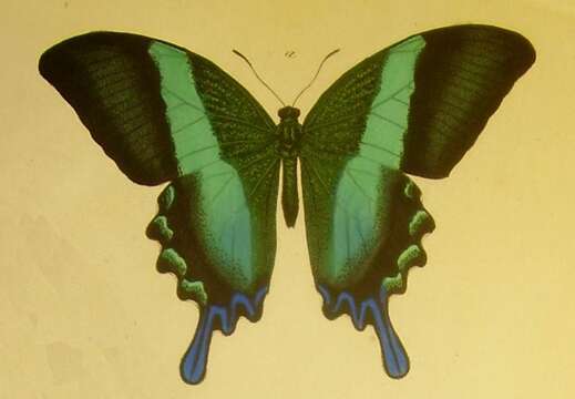 Image of Papilio blumei Boisduval 1836