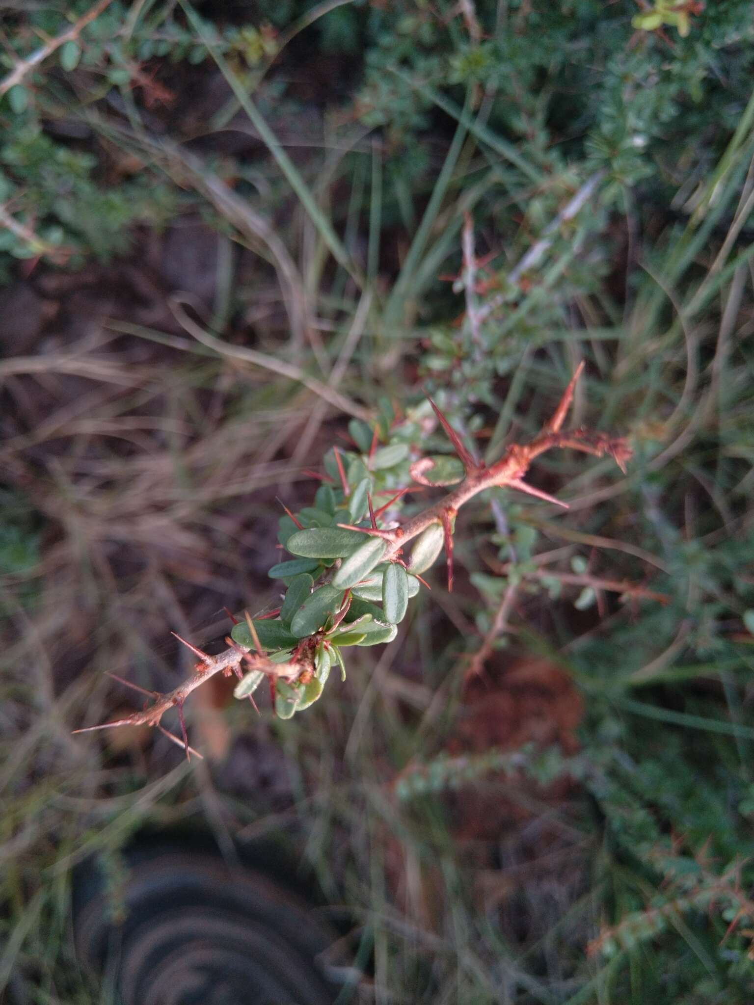 Plancia ëd Gymnosporia polyacantha subsp. vacciniifolia (Conrath) Jordaan