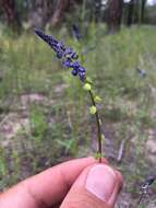 Image of blue pygmyflower