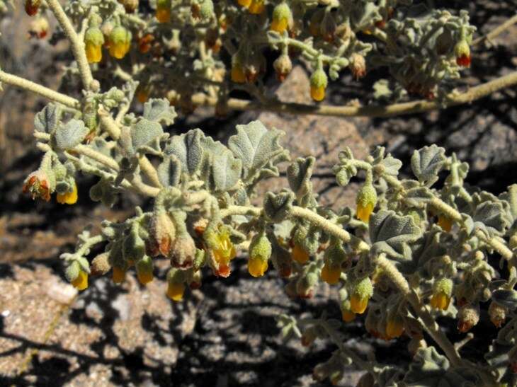 Image of Hermannia minutiflora Engl.