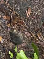 Image of Eastern Harvest Mouse