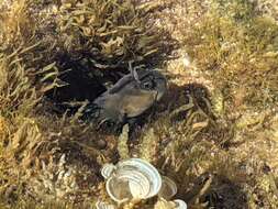 Image of Zebra Blenny