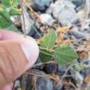 صورة Caloptilia violacella (Clemens 1860)