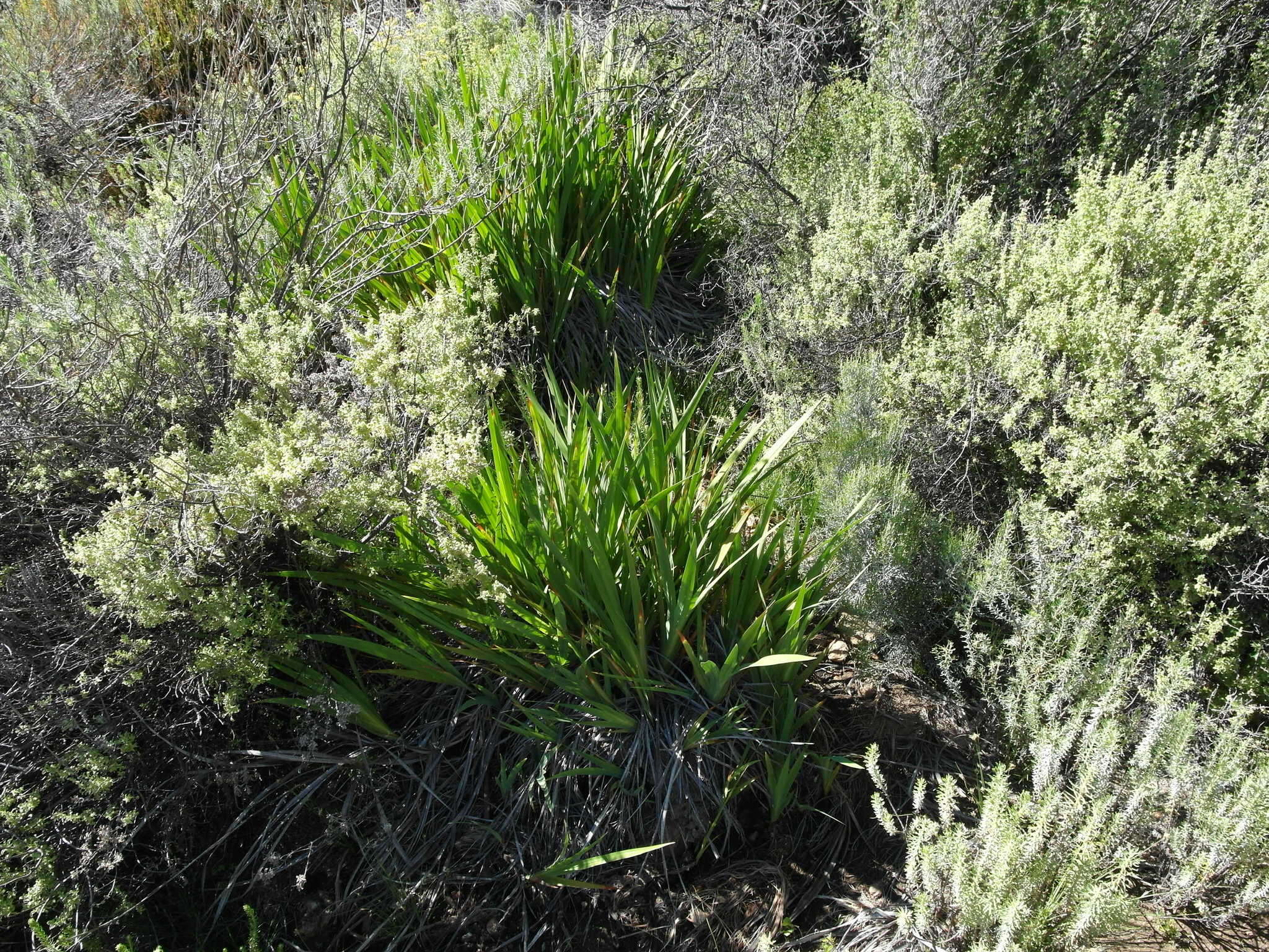 Image of Crocosmia fucata (Lindl.) M. P. de Vos