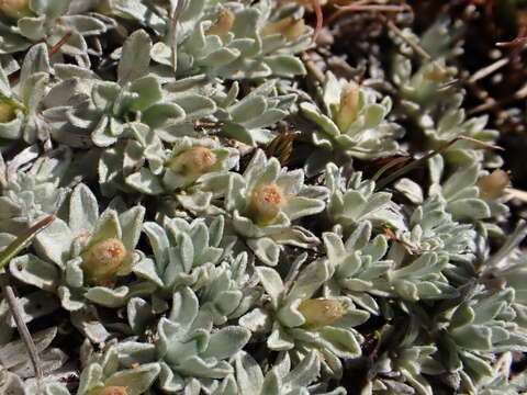 Image of Argyrotegium nitidulum (Hook. fil.) J. M. Ward & Breitw.