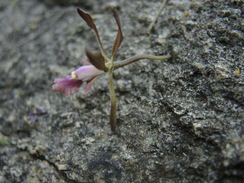 Слика од Encyclia acapulcensis