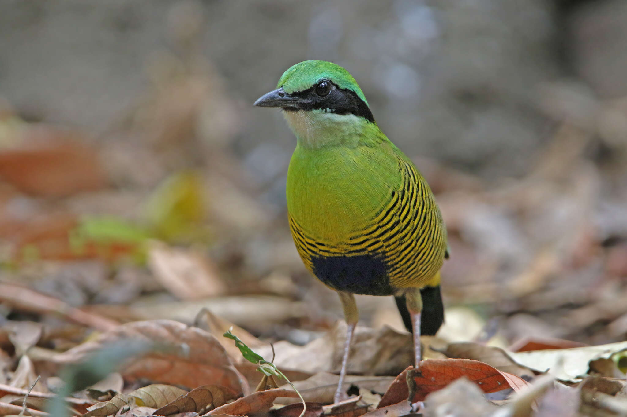 Image of Bar-bellied Pitta