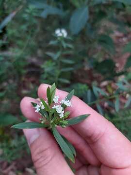 Imagem de Platysace lanceolata (Labill.) Druce