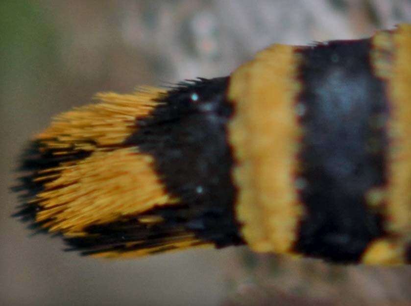 Image of Bembecia ichneumoniformis