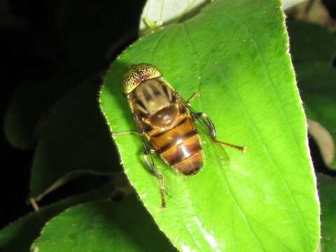 صورة Eristalinus aurulans (Wiedemann 1824)