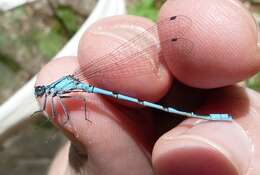 Image of Marsh Bluet