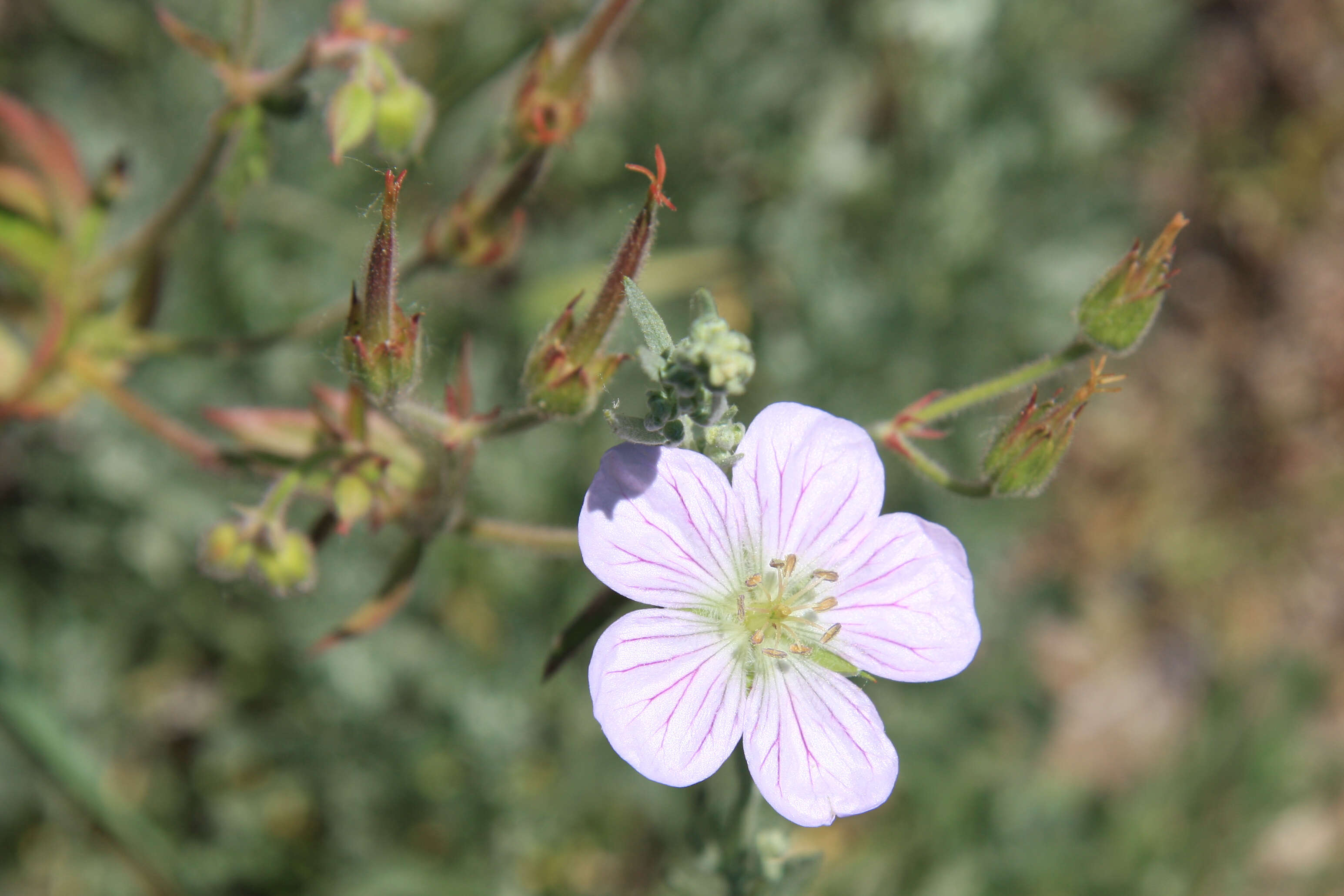 Image of Richardson's geranium