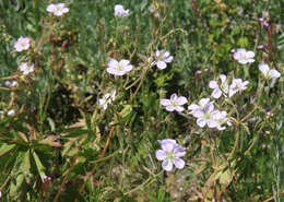 Image of Richardson's geranium