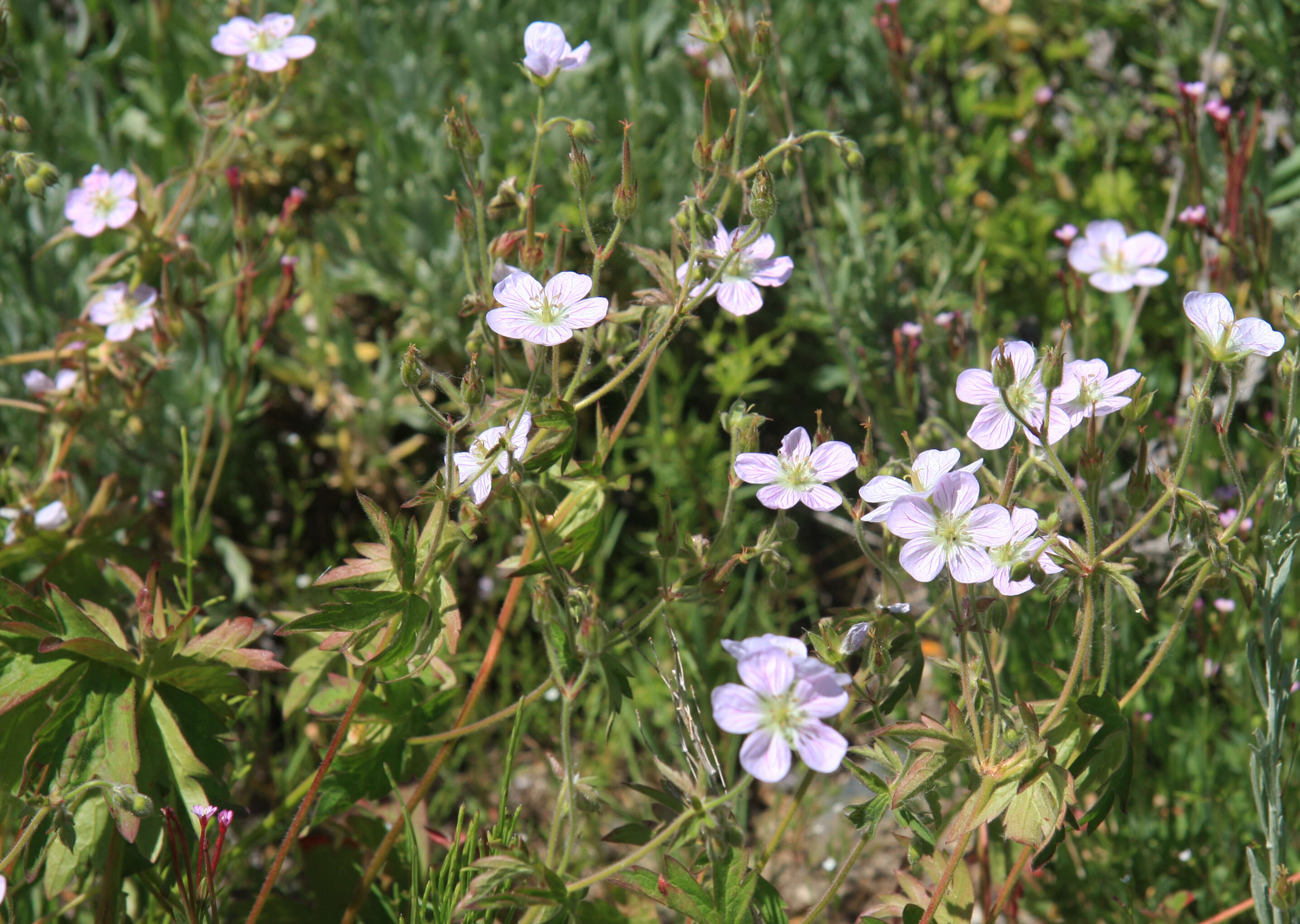 Image of Richardson's geranium