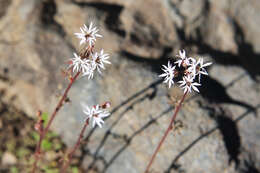 Image of bulbous woodland-star