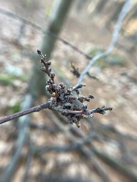 Image de Eriophyes betulae Nal.