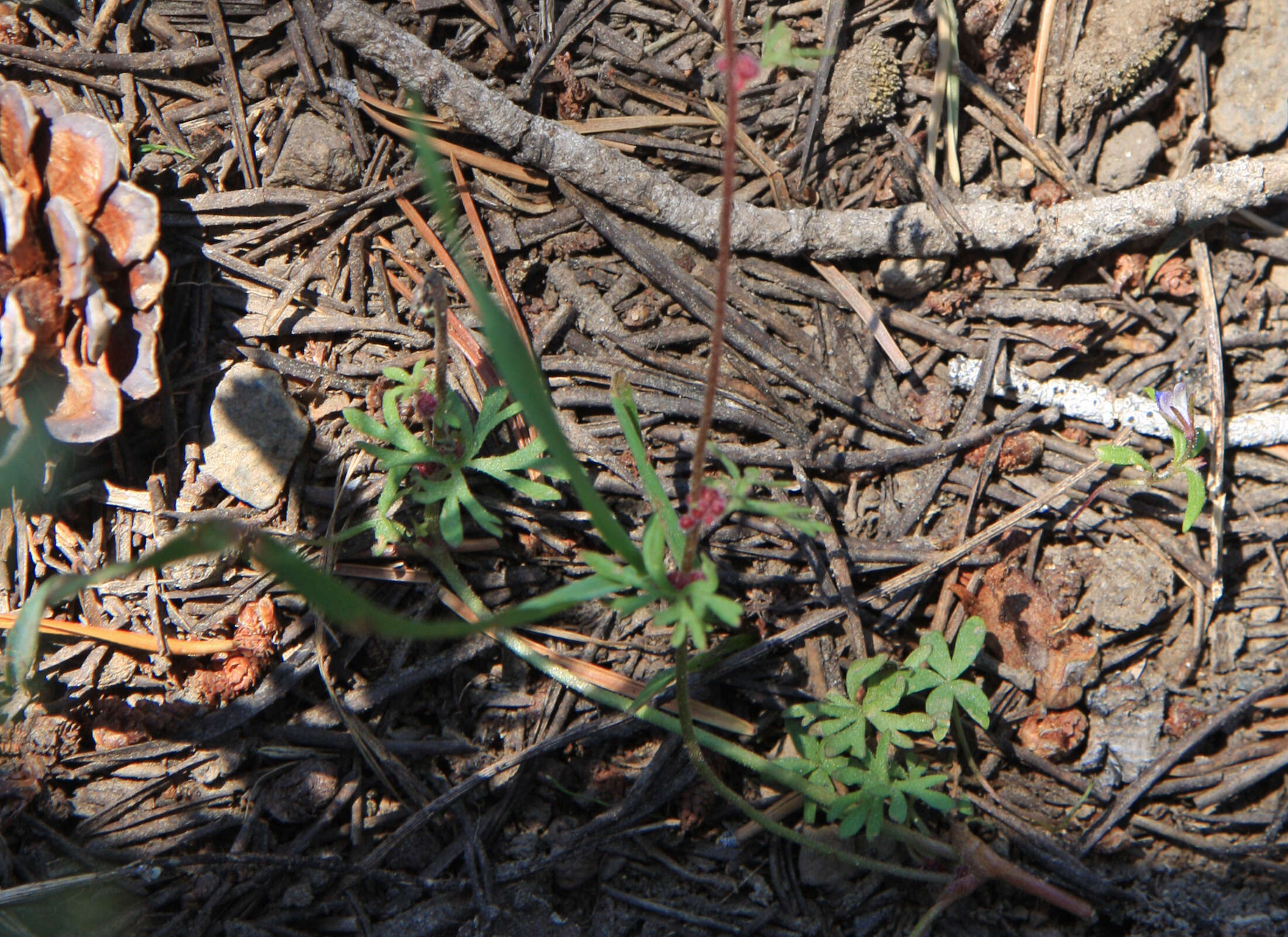 Image of bulbous woodland-star