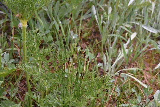 Imagem de Juncus drummondii E. Mey.