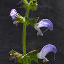 Image of Salvia algeriensis Desf.