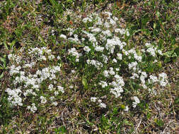 Image of squinancywort