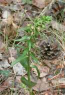 Epipactis helleborine subsp. orbicularis (K. Richt.) E. Klein resmi