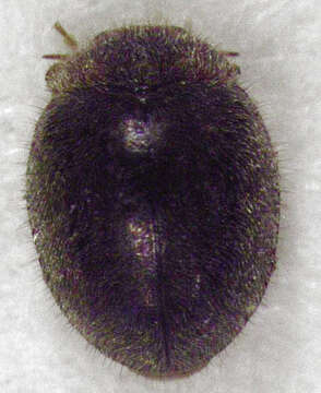 Слика од Rhyzobius lophanthae (Blaisdell 1892)