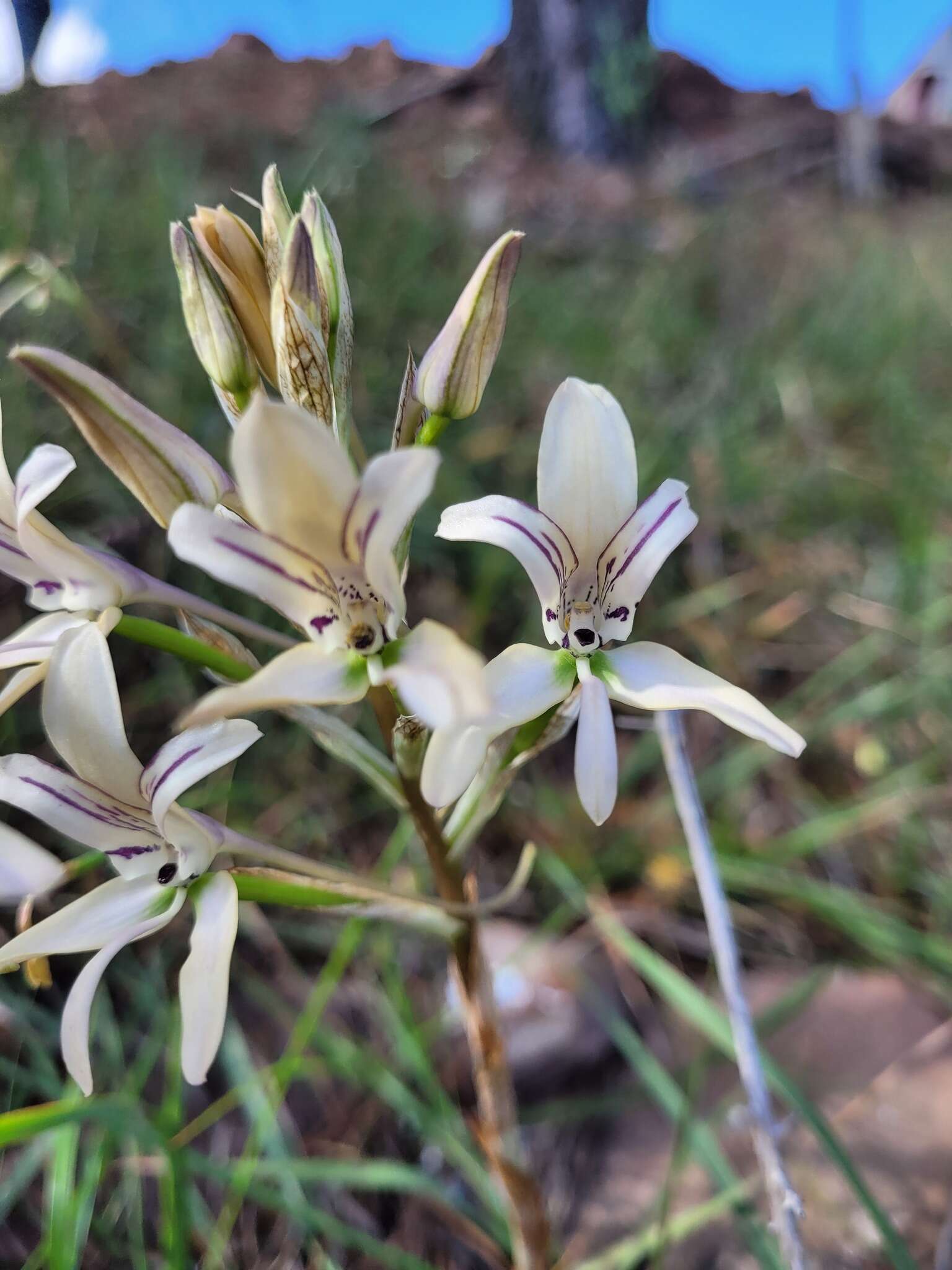 Image of Disa harveyana subsp. longicalcarata S. D. Johnson & H. P. Linder