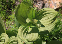 صورة Veratrum californicum Durand